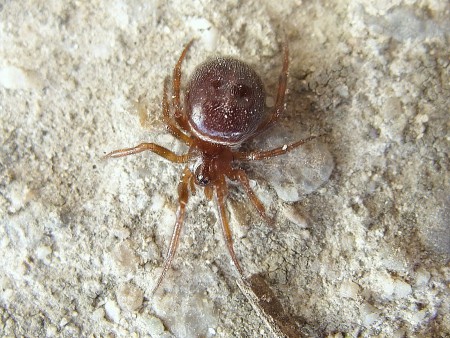 Steatoda cf.bipunctata